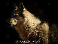 Wolf.jpg
