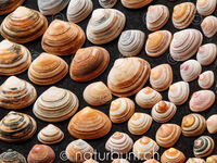 Fundstücke, Muscheln farbig.jpg