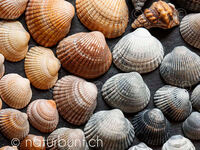 Herzmuscheln, farbig, Fundstücke.jpg
