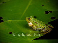 Grünfrosch mit Schallblase, Froschkonzert.jpg