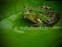 Wasserfrosch auf Seerosenblatt, Froschkonzert.jpg