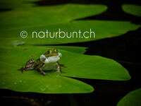Wasserfrosch, Froschkonzert, Soloeinlage.jpg