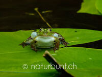 Wasserfrosch, Froschkonzert.jpg