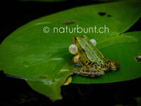 Wasserfrosch mit Schallblase auf Seerosenblatt, Froschkonzert.jpg