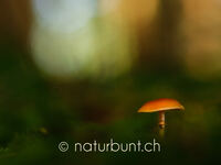 Im Wald, Pilz.jpg