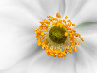 Wunderbare Herbst-Anemone.jpg